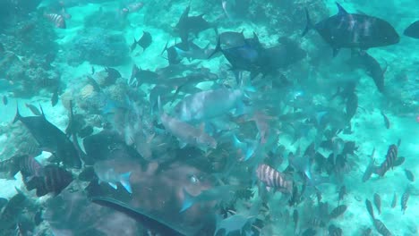 Lots-of-tropical-fishes-and-sharks-in-French-polynesia,-underwater-shot